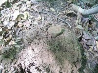 JULY 12TH 2 COPPER DAY & A SPUR ROWEL 007.jpg