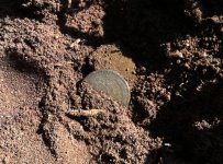wheat in dirt.jpg