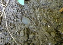 fattie in dirt.jpg