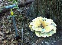 fungus.jpg