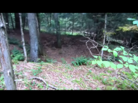 Snapshot 1 mill cellar hole.png