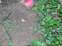 100_2927.jpg