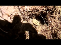 hunt2Draped.png