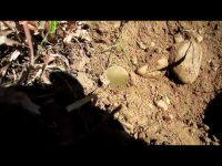 state cop in hole.png