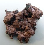 Oktobervarietynativecopper.JPG