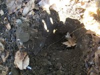 JAN 27TH 2  DANDY BUTTONS,BUCK KNIFE & WATERBURY ICE TAG 002.jpg