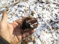 FEB 3 SILVERED COLONIAL BUCKLE FRAME 002.jpg