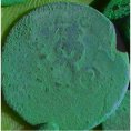 cropped coin 1.jpg