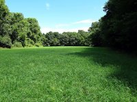 Field of dreams- Coin Dreams.jpg
