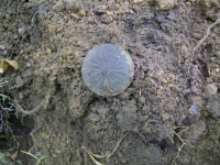MAY 9TH CELLAR HOLE WITH GARY 003 [].jpg.png