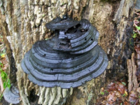 MAY 12TH SHORT CELLAR HOLE WITH FORINO 001 [].jpg.png