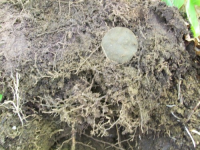 MAY 13TH SHORT SOLO CELLAR HOLE 006 [].jpg.png