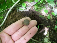 MAY 13TH SHORT SOLO CELLAR HOLE 007 [].jpg.png