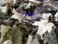 a leaf frog [].jpg.png