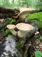 JUNE 5TH AND 6TH CELLAR HOLE HUNTS 009 [].jpg.png