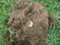 JUNE 12TH WEEKEND HUNT SEATED DIME 011 [].jpg.png