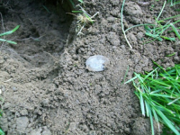 JUNE 21st  OLD CHURCH GREEN SILVER 016 [].jpg.png