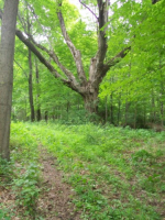 JUNE 26th OLD  CELLAR HOLES with paul and frank 018 [].jpg.png
