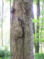 JUNE 26th OLD  CELLAR HOLES with paul and frank 003 [].jpg