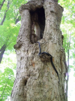 JUNE 26th OLD  CELLAR HOLES with paul and frank 005 [].jpg.png