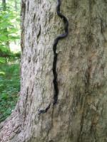 JUNE 26th OLD  CELLAR HOLES with paul and frank 008 [].jpg.png