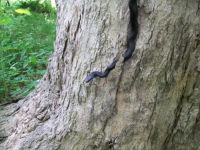 JUNE 26th OLD  CELLAR HOLES with paul and frank 009 [].jpg.png