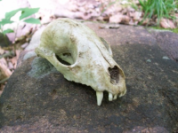 JUNE 26th OLD  CELLAR HOLES with paul and frank 012 [].jpg.png