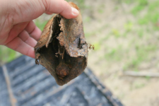 Big Cow Bell.JPG.png