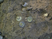 JULY 4TH HUNT WITH FRANK 1794 LARGE CENT 004 [].jpg.png