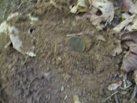 JULY 4TH HUNT WITH FRANK 1794 LARGE CENT 007 [].jpg.png
