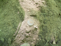 JULY 5TH HUNT WITH FRANK DRAPED BUST LARGE CENT 004 [].jpg.png