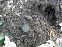 APRIL 29th 2 coppers 003 (Small).jpg