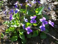 may 5th crotal bells 001.jpg