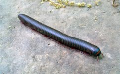 Large-milipede.jpg