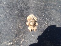 IMG_20130527_113100.jpg