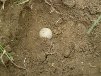 07-12-13 Saybrook .75 cal ball.jpg