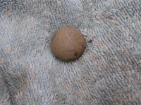 07-12-13 Saybrook .75 cal ball -2.jpg