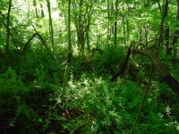 1700s colnial virgin site 012 (640x480).jpg