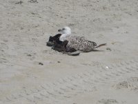 IMG_2261.JPG
