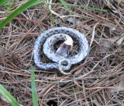 Snake 005.jpg