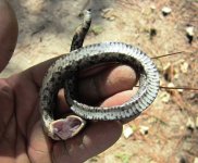 Snake 008.jpg