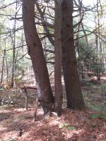 Tree_0001.jpg