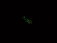 100_1225.JPG