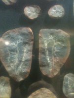 fossils 006.jpg