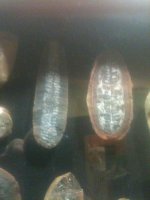 fossils 004.jpg