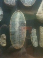 fossils 005.jpg