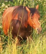 Prettiest Mare 01.jpg
