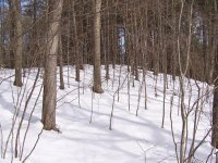 southernly slope.JPG