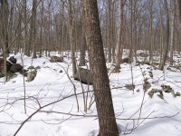 snowy hunt 2.JPG