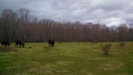 cow.jpg